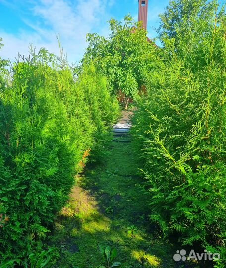 Саженцы туи