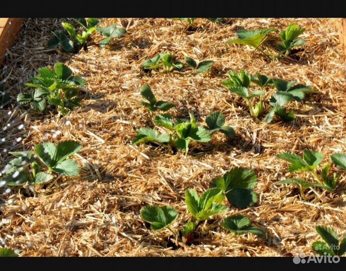 Мульча в блоках