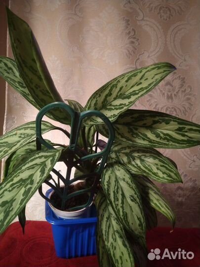 Золотой ус, крассула, алоэ, аглаонема