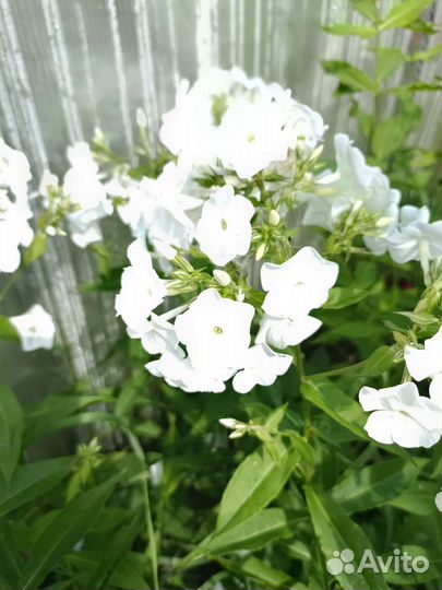 Флоксы многолетние