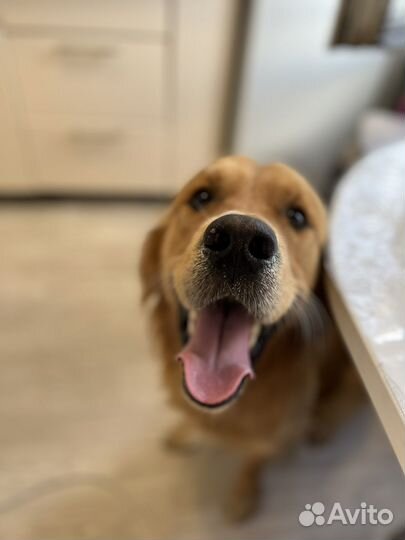 Передержка собак