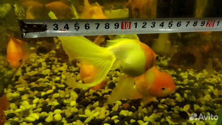 Рыбки золотые