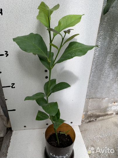 Лимон Каррубаро