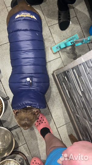 Комбенизон на собаку