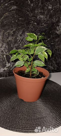 Фикус Кинки