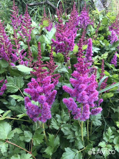 Астильба и Хосты растения для сада в горшках и др