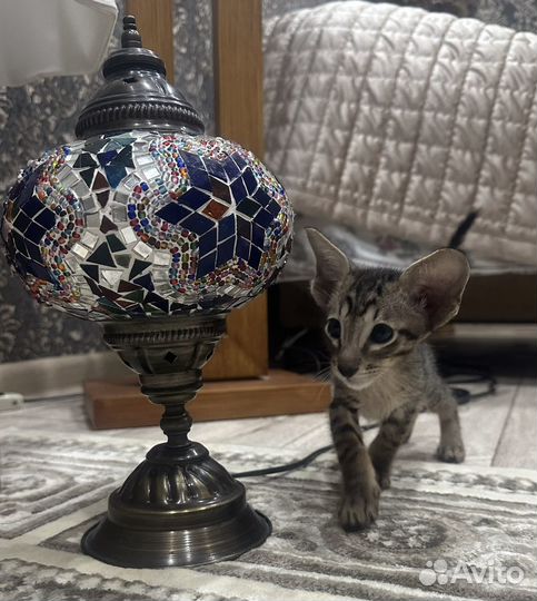Ориентальный котик