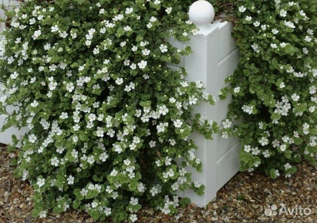 Рассада бакопы