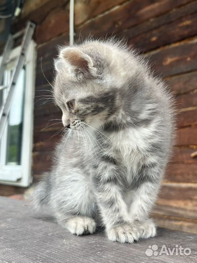 Котенок