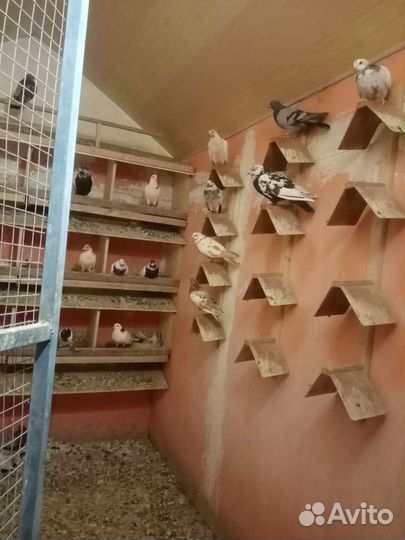 Продам голубей