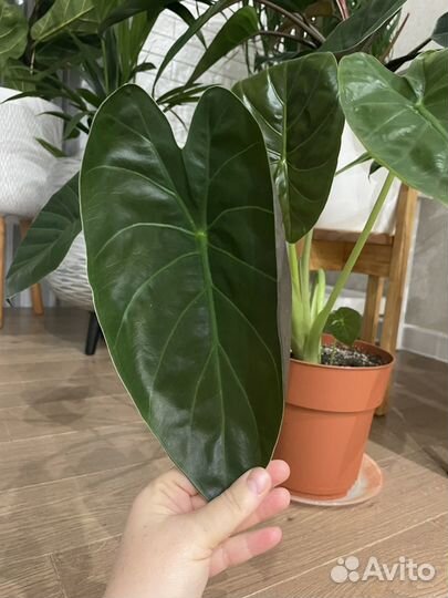 Алоказия венти