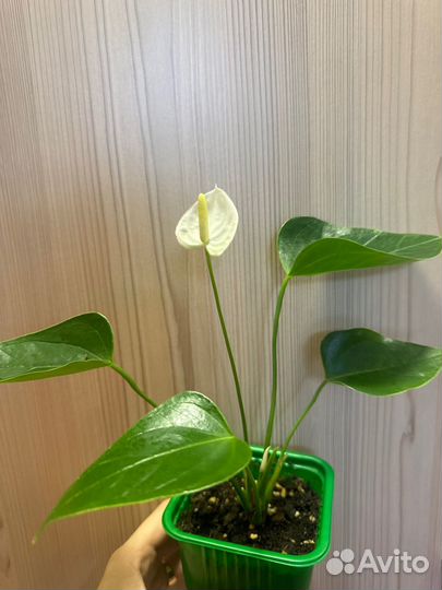 Антуриумы разные сорта