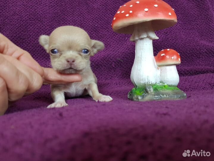Щенки мини чихуа девочки