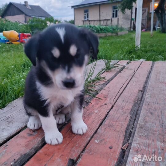 Собаки бесплатно в добрые руки щенки