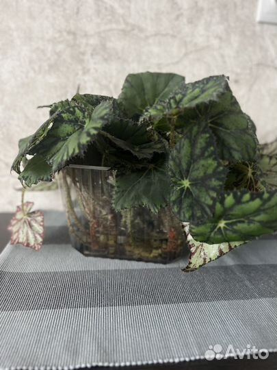 Папоротник комнатный