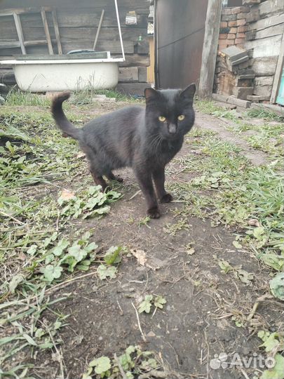 Отдам кота