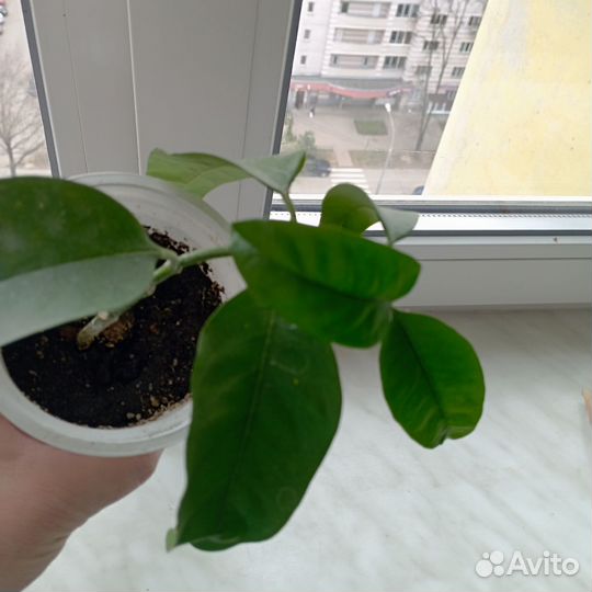 Хоя Мультифлора. Корноза