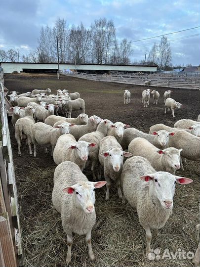 Овцы бараны ягнята