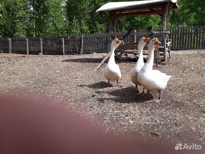 Утки, гусаки, яйцо