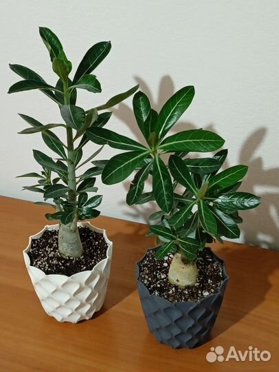 Адениум сортовой махровый