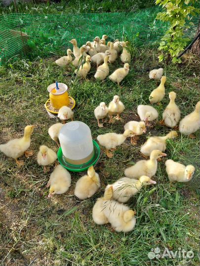 Гусята линда