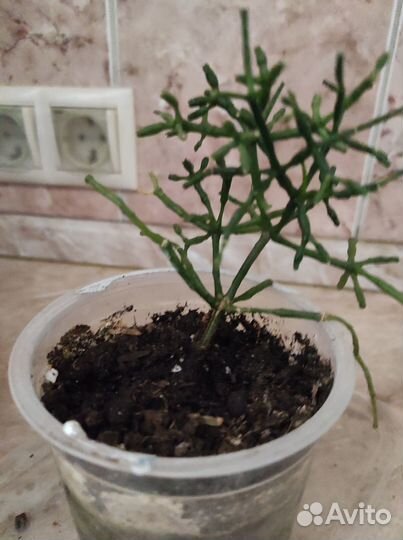 Хатиора (отростки)