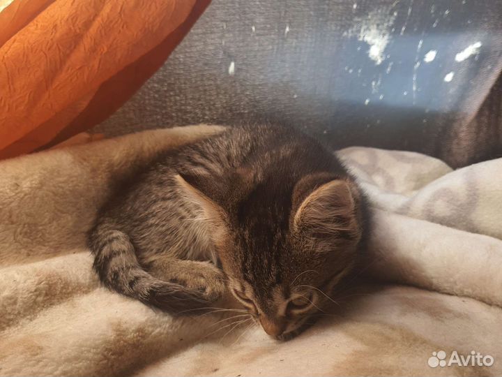 Котята в добрые руки бесплатно