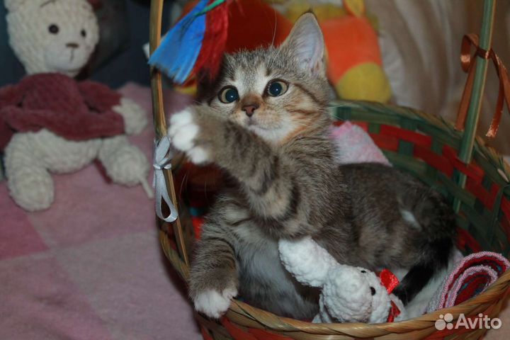 Кошечка в дар