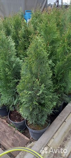 Туя для Живой изгороди