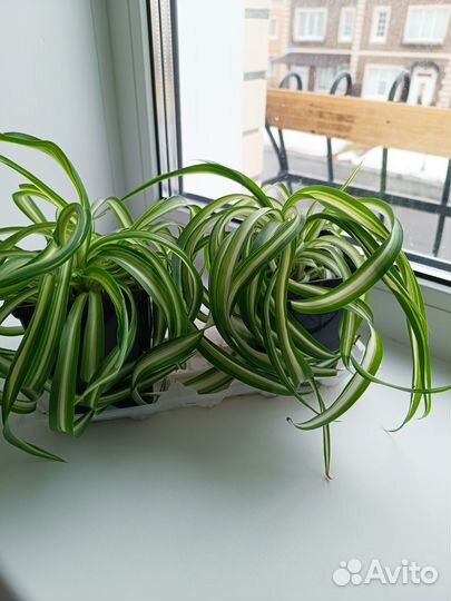 Комнатные растения