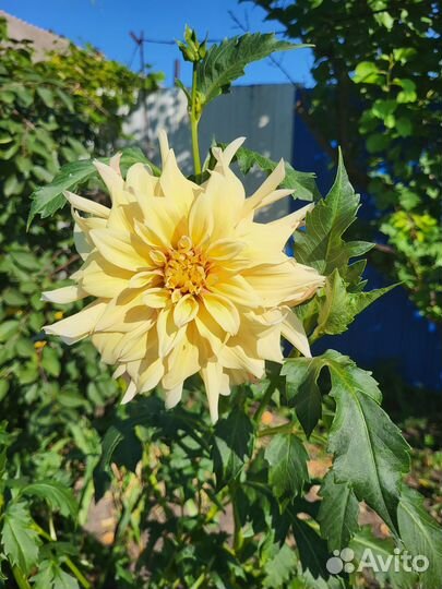 Георгины клубни