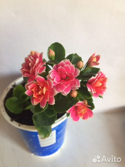 Каланхоэ цветущий