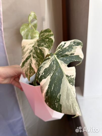 Монстера Альба