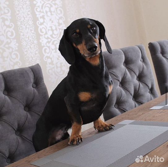 Передержка собак