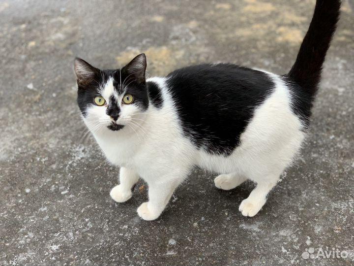 Черно-белый котик с черным носиком