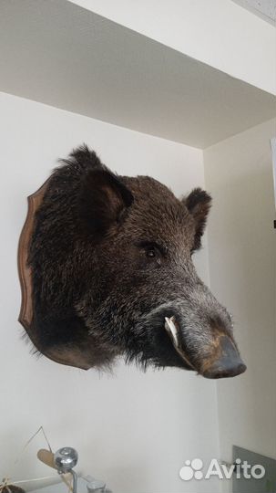 Чучела животных