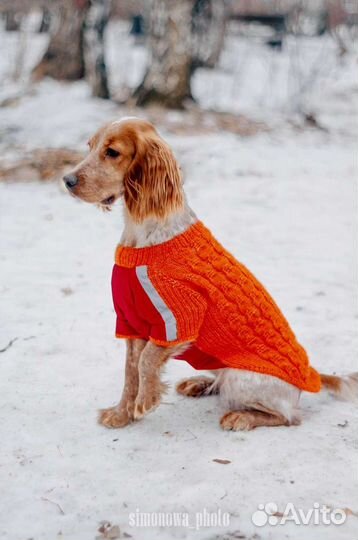 Одежда для животных