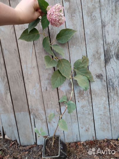 Гортензия древовидная
