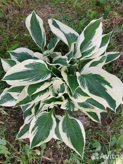 Многолетние растения для сада