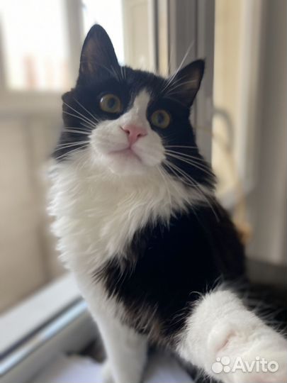 Котик в добрые руки