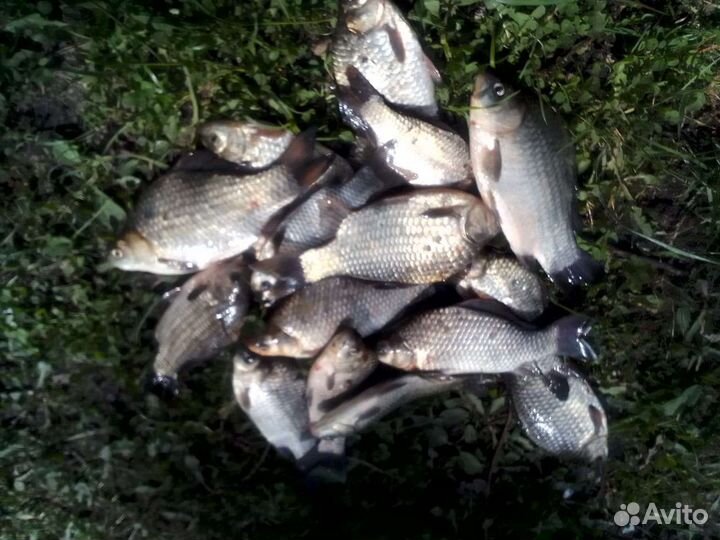 Свежая рыба