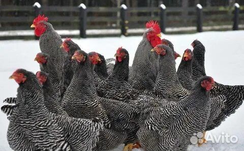 Куры молодки несушки