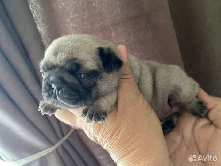 Щенки мопса