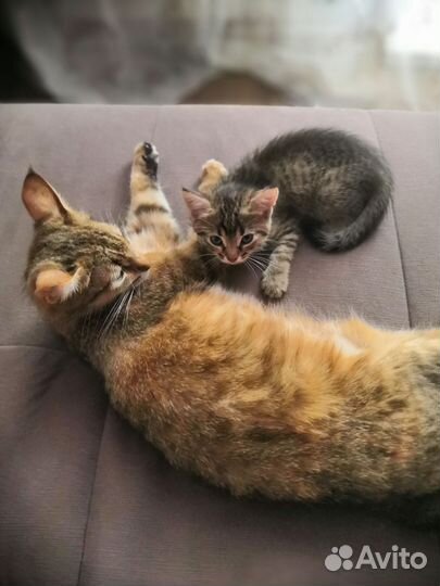 Котенок (девочка)смесь Абиссинской и Персидского