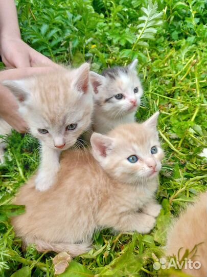 Котята крысоловы