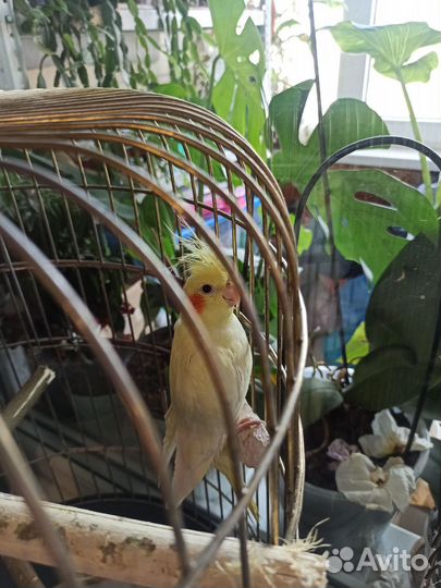 Попугаи корелла пара мальчик девочка с клеткой
