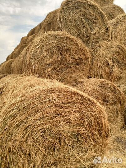 Сено костер