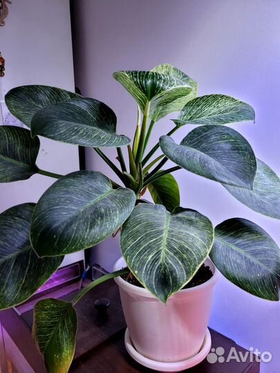 Филодендрон Биркин white