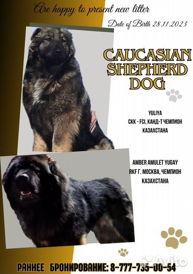 Щенки кавказской овчарки