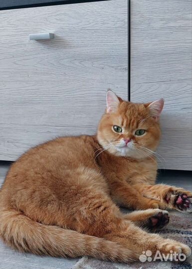 Шотландский кот вязка